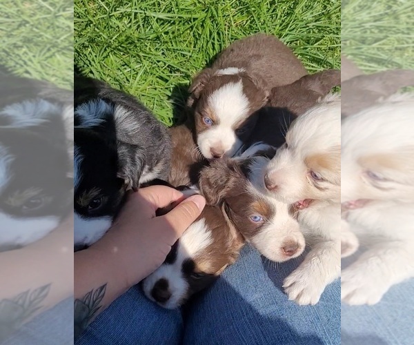 Medium Photo #1 Miniature Australian Shepherd Puppy For Sale in BEND, OR, USA