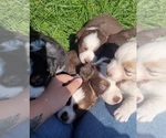 Small Miniature Australian Shepherd