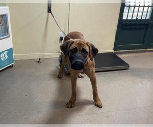 Mutt Dogs for adoption in Pasadena, CA, USA