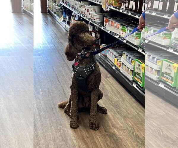 Medium Photo #2 Poodle (Standard) Puppy For Sale in Munford, TN, USA