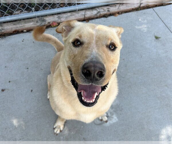 Medium Photo #1 Labrador Retriever-Unknown Mix Puppy For Sale in Olathe, KS, USA