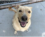 Small Labrador Retriever Mix