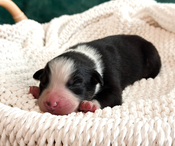 Medium Photo #2 Australian Shepherd Puppy For Sale in BOUTON, IA, USA