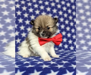 Pomeranian Puppy for sale in CHRISTIANA, PA, USA