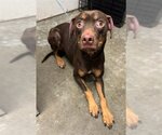 Small Photo #1 Doberman Pinscher-Labrador Retriever Mix Puppy For Sale in Rosenberg, TX, USA