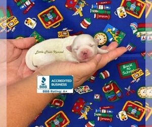 Maltese Puppy for sale in WINNSBORO, LA, USA