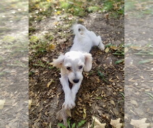 Nokomis - Male Maltese Dog for Adoption - Photo #3