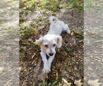 Small Photo #3 Maltese Puppy For Sale in St. Louis Park, MN, USA