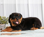 Small #2 Rottweiler