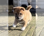 Small #7 Shiba Inu