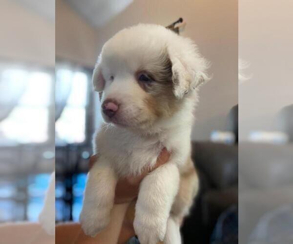 Medium Photo #5 Australian Shepherd Puppy For Sale in HANOVER PARK, IL, USA