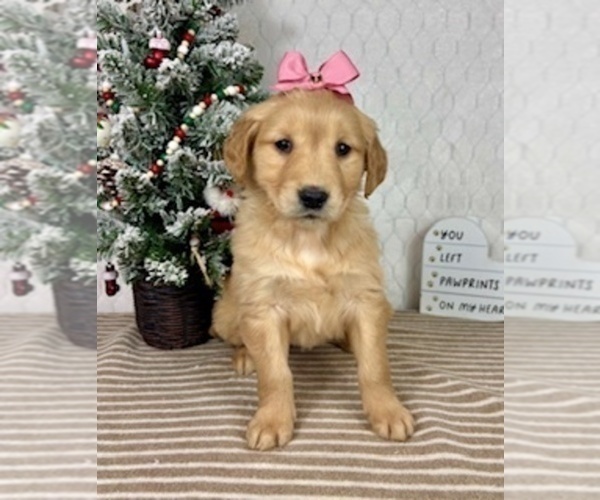 Medium Photo #2 Golden Retriever Puppy For Sale in GREENFIELD, IN, USA