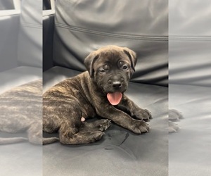 Mastiff Puppy for sale in THREE RIVERS, MI, USA
