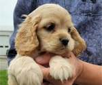 Small Photo #38 Cocker Spaniel Puppy For Sale in WITHEE, WI, USA