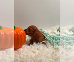 Small Photo #11 Poodle (Toy) Puppy For Sale in RANCHO CUCAMONGA, CA, USA