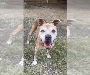 American Pit Bull Terrier Dogs for adoption in Plano, TX, USA