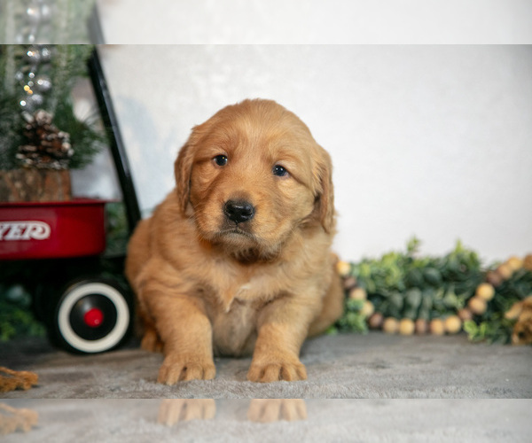 Medium Photo #4 Golden Retriever Puppy For Sale in WOLCOTTVILLE, IN, USA