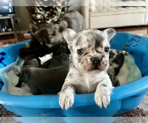French Bulldog Puppy for sale in BEREA, KY, USA