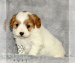 Small #1 Cavapoo