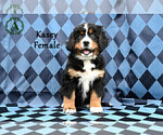 Small Photo #57 Bernese Mountain Dog Puppy For Sale in HARRISONBURG, VA, USA