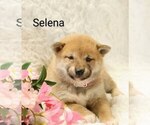 Puppy Selena Shiba Inu