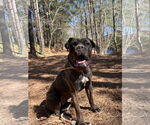 Small #8 Mastiff Mix