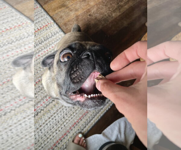 Medium Photo #16 Buggs Puppy For Sale in Sandy, UT, USA