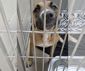 Black Mouth Cur Dogs for adoption in Decatur, IL, USA