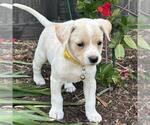 Small Chihuahua-Whippet Mix