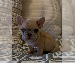 French Bulldog Puppy for sale in SACRAMENTO, CA, USA