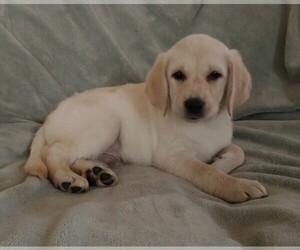 Labrador Retriever Puppy for sale in CALIENTE, CA, USA