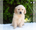 Small #3 Golden Retriever