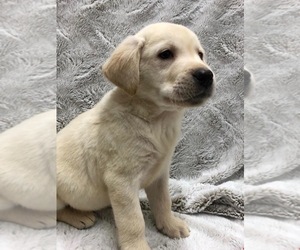 Labrador Retriever Puppy for sale in DICKSON, TN, USA