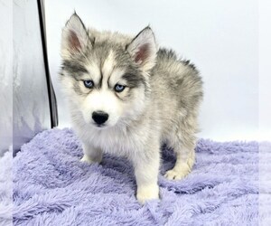 Siberian Husky Puppy for sale in SANDY HOOK, KY, USA