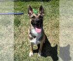 Small German Shepherd Dog Mix