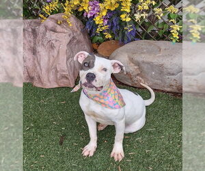 American Bulldog-Unknown Mix Dogs for adoption in Oklahoma City, OK, USA