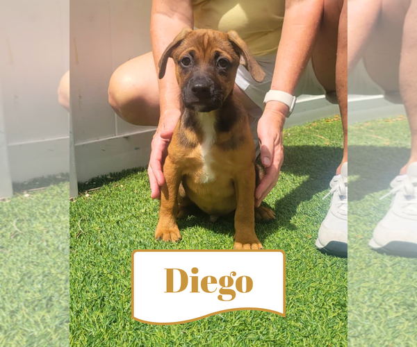 Medium Photo #1 Dachsador Puppy For Sale in Pompano Beach , FL, USA