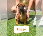 Small Dachsador