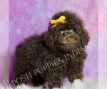 Puppy Scooter Poodle (Miniature)