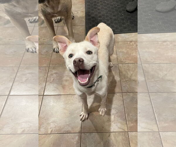 Medium Photo #3 Alaskan Malamute-Staffordshire Bull Terrier Mix Puppy For Sale in Duluth, MN, USA