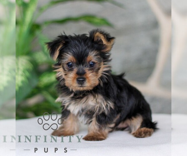 Medium Photo #3 Yorkshire Terrier Puppy For Sale in LITITZ, PA, USA