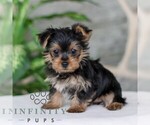 Small #2 Yorkshire Terrier