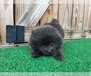 Pomeranian Puppy for sale in BROOKER, FL, USA