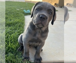 Cane Corso Puppy for sale in APPLE VALLEY, CA, USA