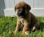 Puppy 8 Bernese Mountain Dog-English Cream Golden Retriever Mix