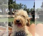 Small Photo #1 Goldendoodle mix (+ Poodle Miniature) Puppy For Sale in MENIFEE, CA, USA