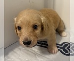 Image preview for Ad Listing. Nickname: Golden Boy