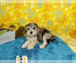 Puppy Stan Goldendoodle-Poodle (Toy) Mix