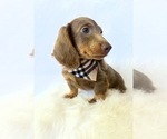 Small #3 Dachshund