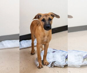 Mutt Dogs for adoption in Mundelein, IL, USA